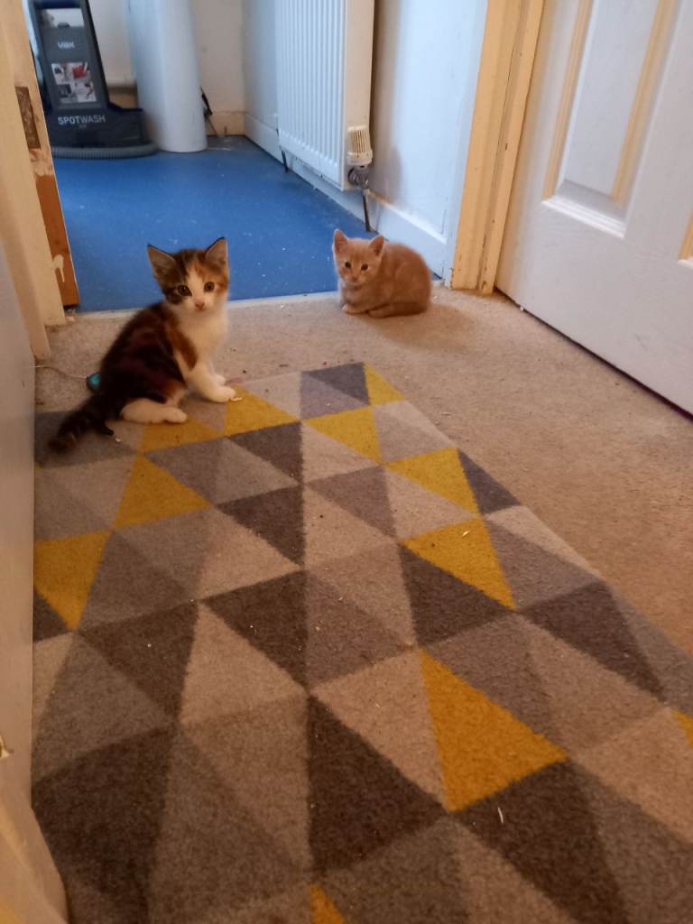 Kittens