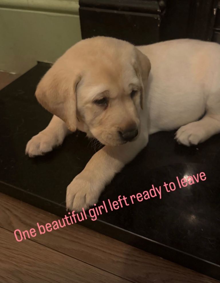 Pedigree KC registered one girl left