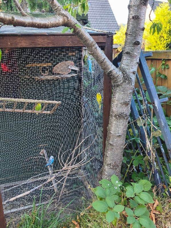 Budgies