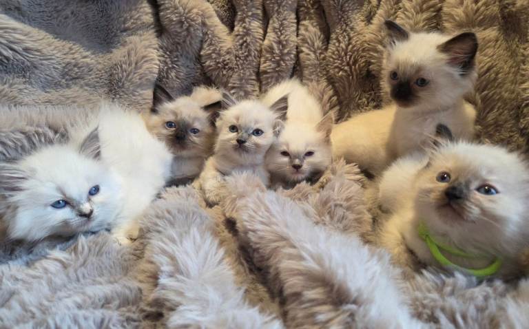🏆GCCF REG. EXTENSIVELY TESTED RAGDOLL KITTENS 🌟