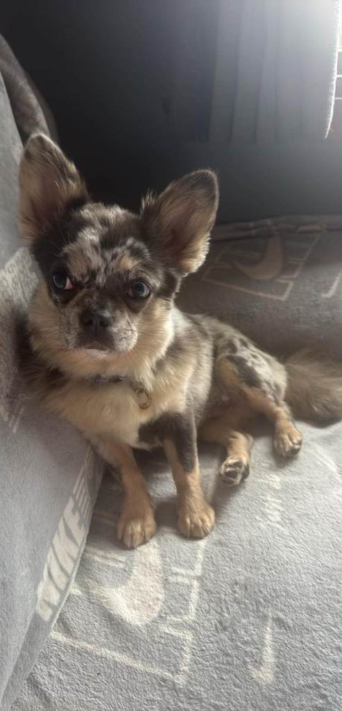 Chihuahua x Frenchi 
