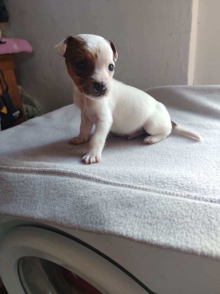 Miniature jack Russell puppies
