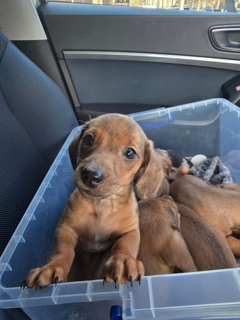 Dachshund puppies