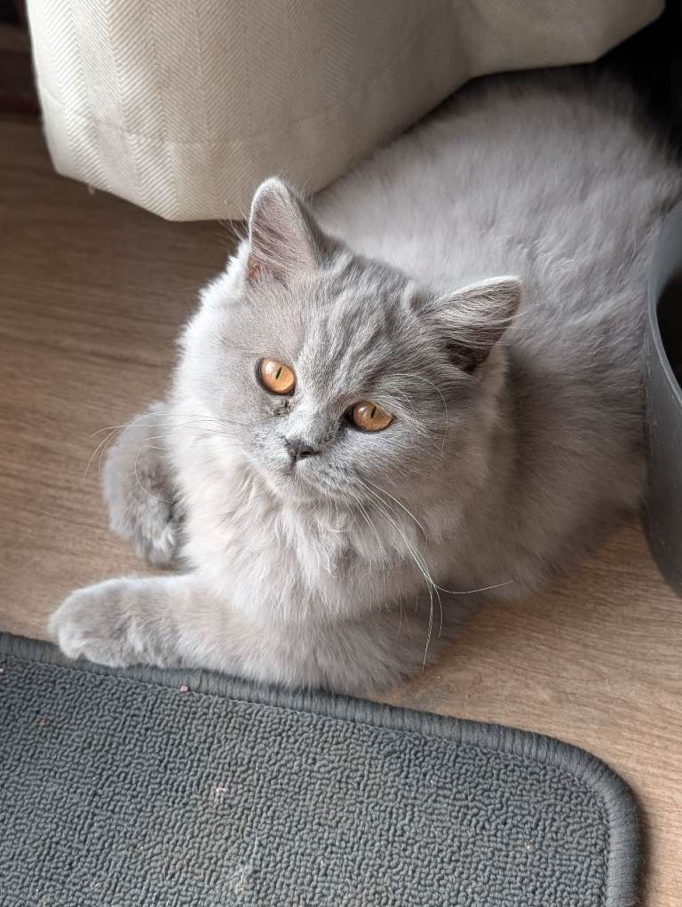 British shorthair and longhair kittens ready now!