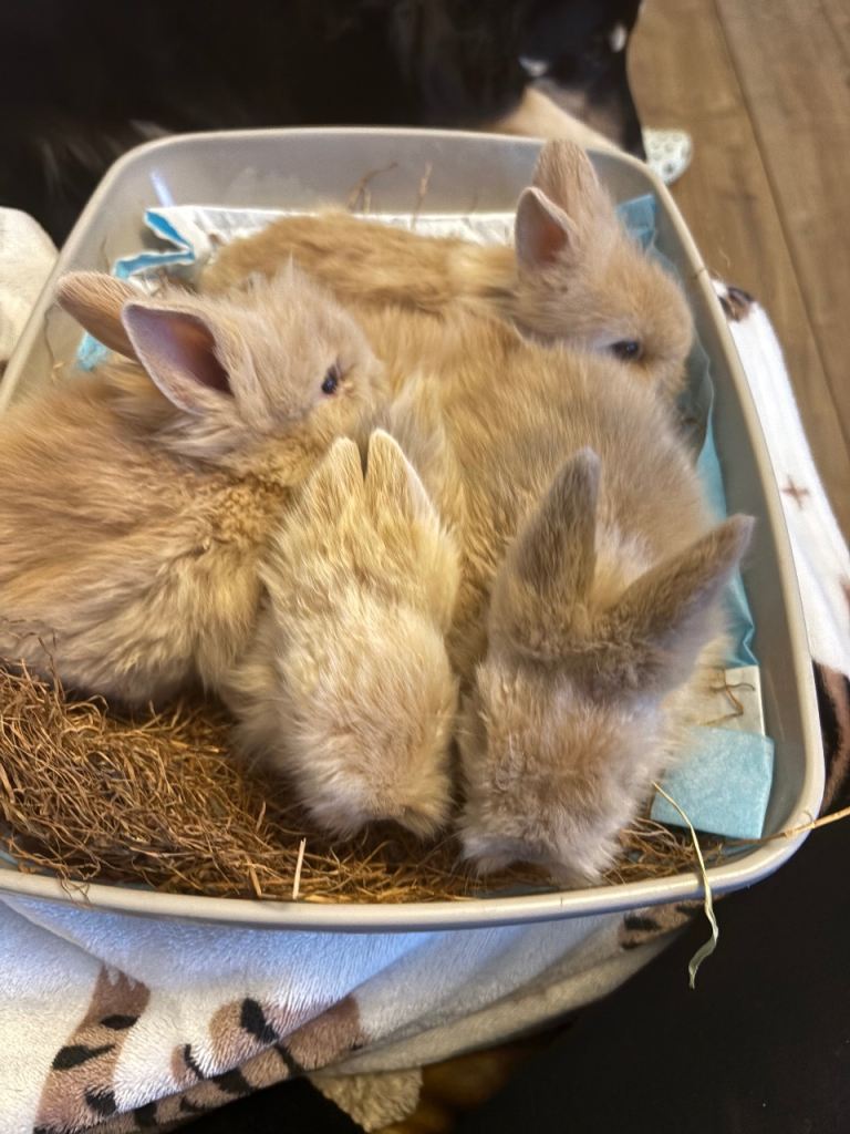 Baby Lion head rabbits 