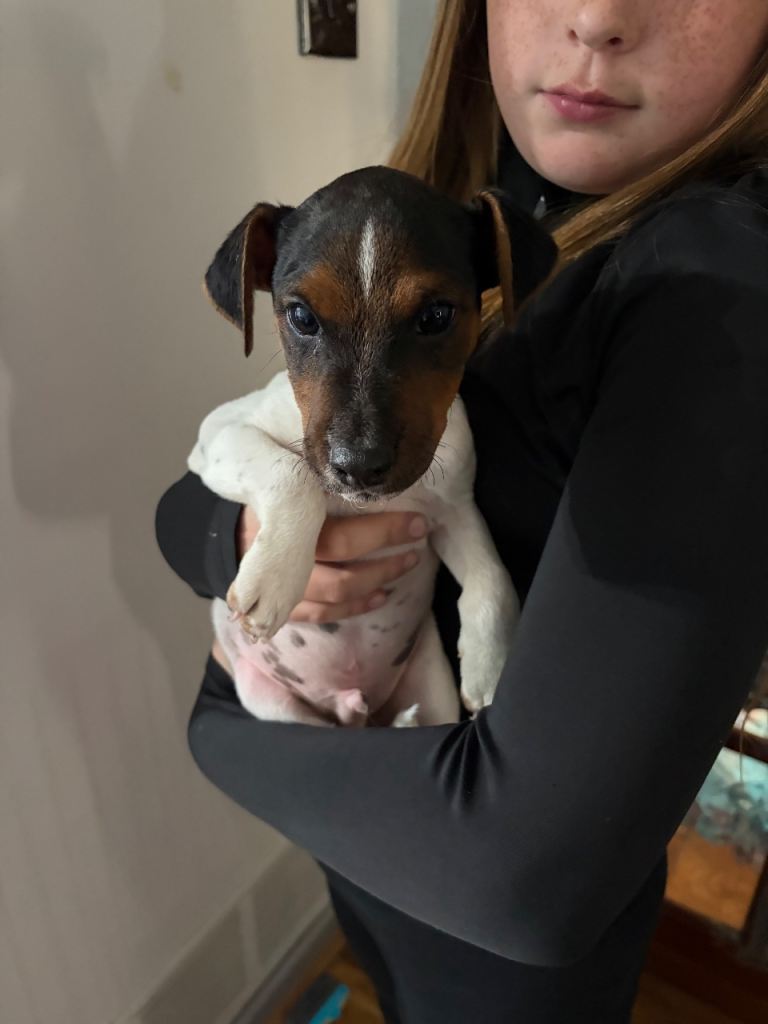 Jack Russell Puppies For Sale