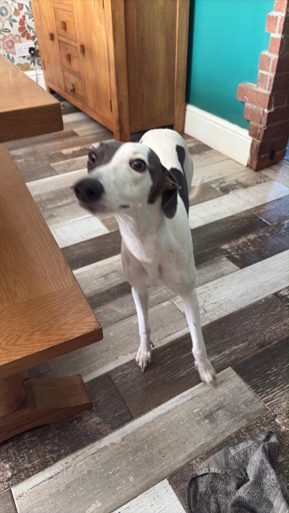 Kc registered 1 year old whippet