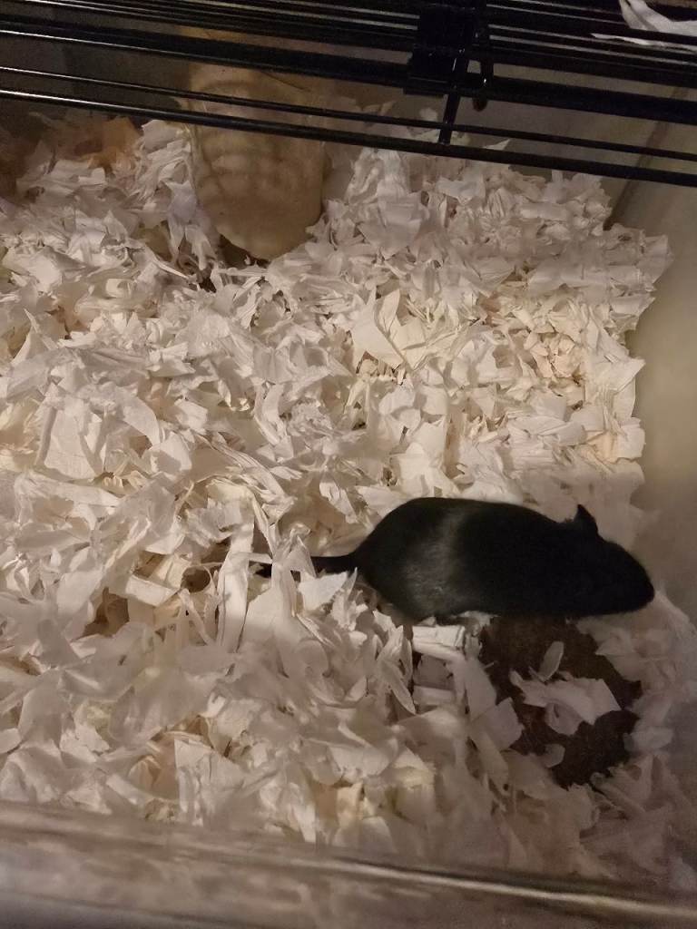2 female gerbils and cage(read discription)