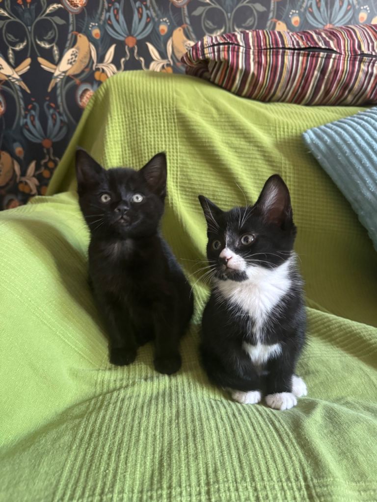 Kittens
