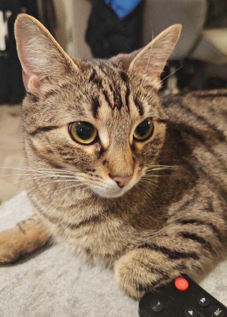 Beautiful femal bengal cat 