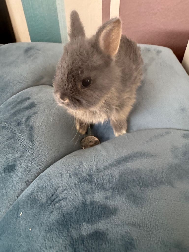 Adorable Baby Rabbits Looking for Forever Homes