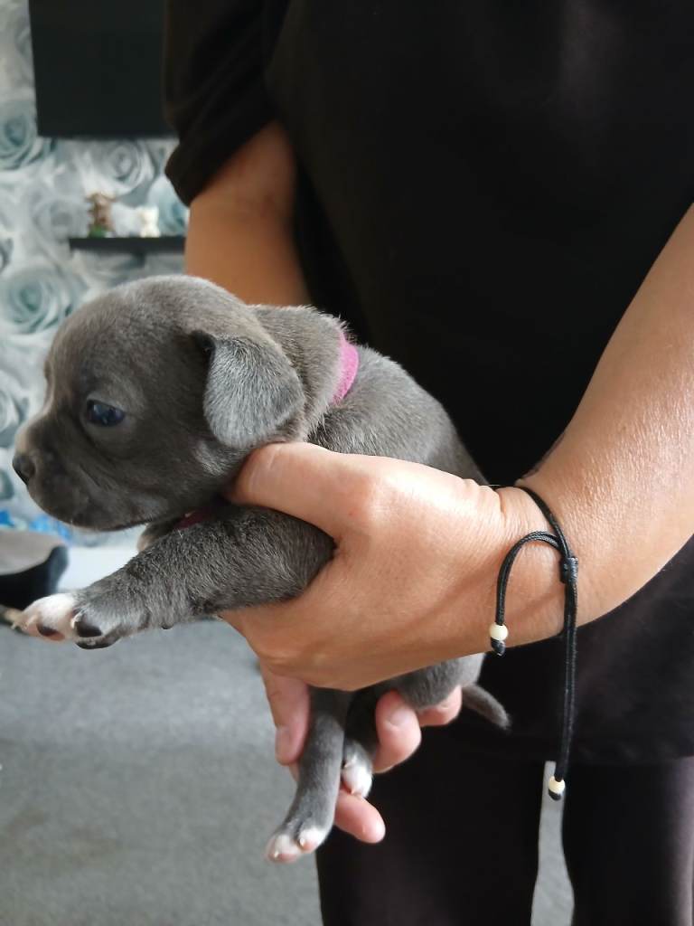Staffy cross Frenchie pups