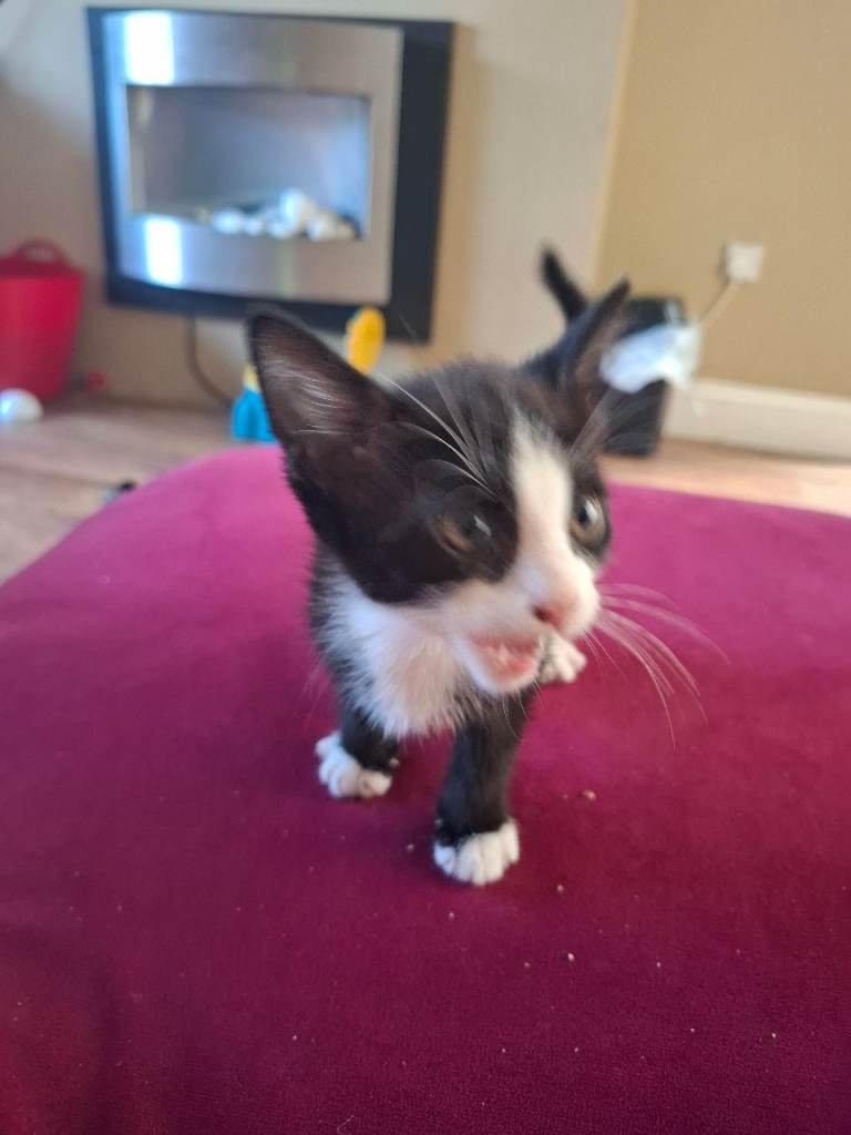 kitten