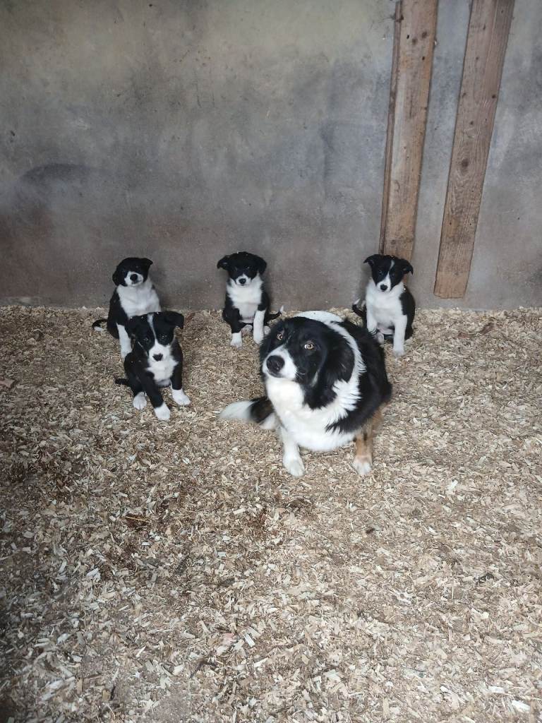 Collie pups