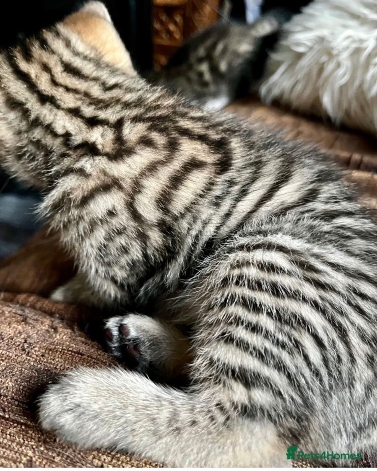 Gold Glitter Bengal X Kittens With Famous References 