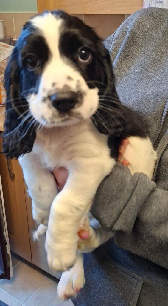 Sprocker Spaniel Puppy