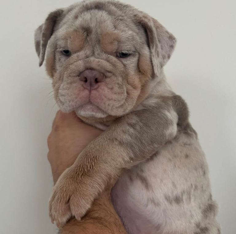 New English bulldog