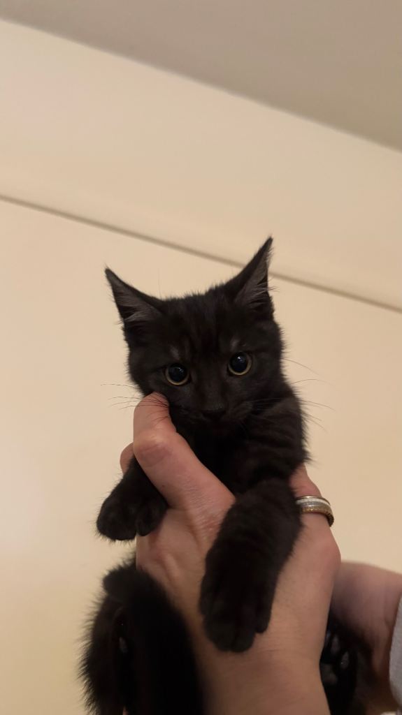 Gorgeous kittens ready for their forever homes