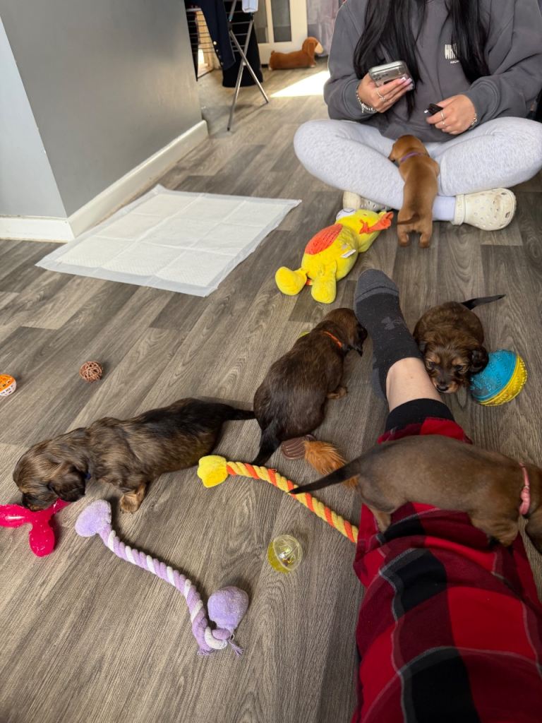 Miniature dachshund puppies for sale