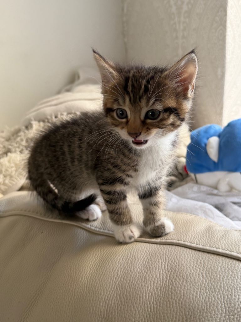 Kitten for sale 6 weeks old 
