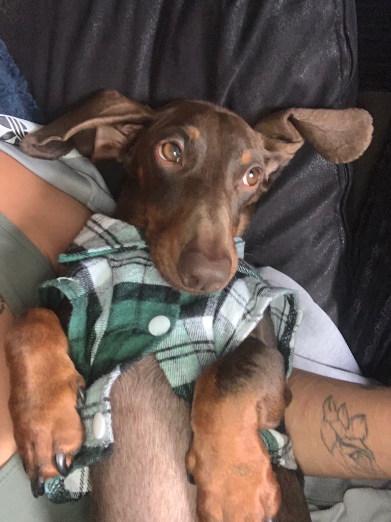 Sausage dog / dachshund 2 year old dog 
