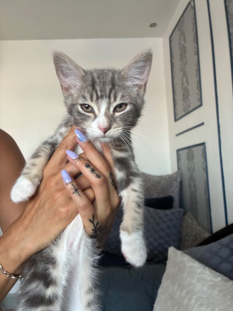 beautiful gray kitten male 