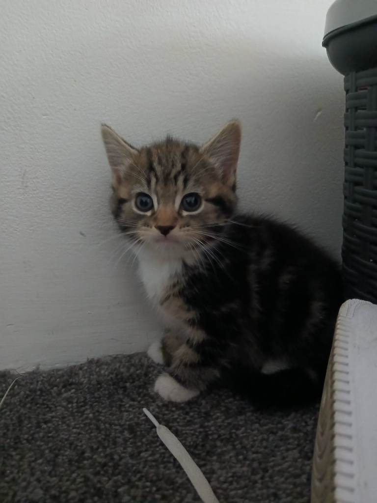 Kittens for sale