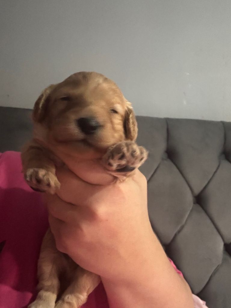 Stunning cavapoo puppies 