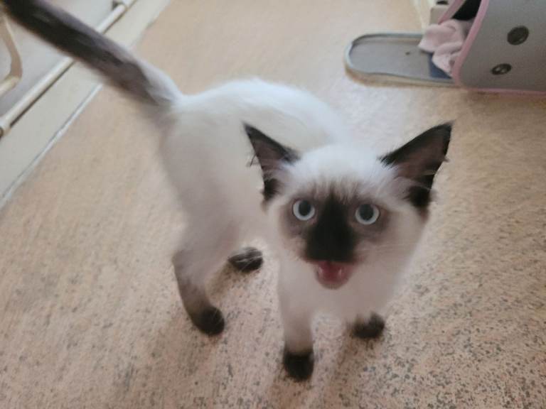 Ragdoll 