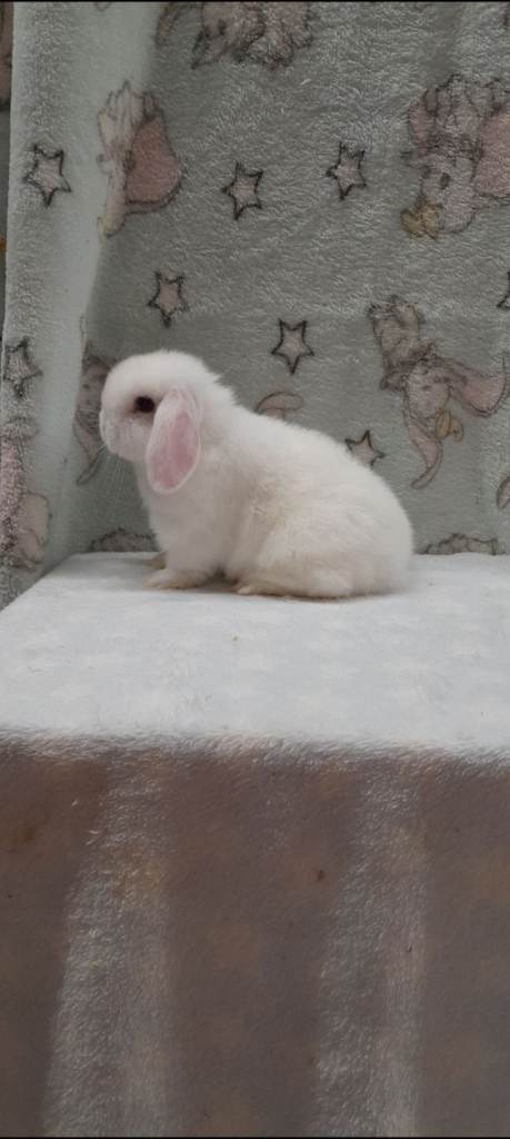 Superfriendly purebred mini lops 