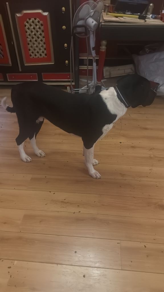 Great Dane 
