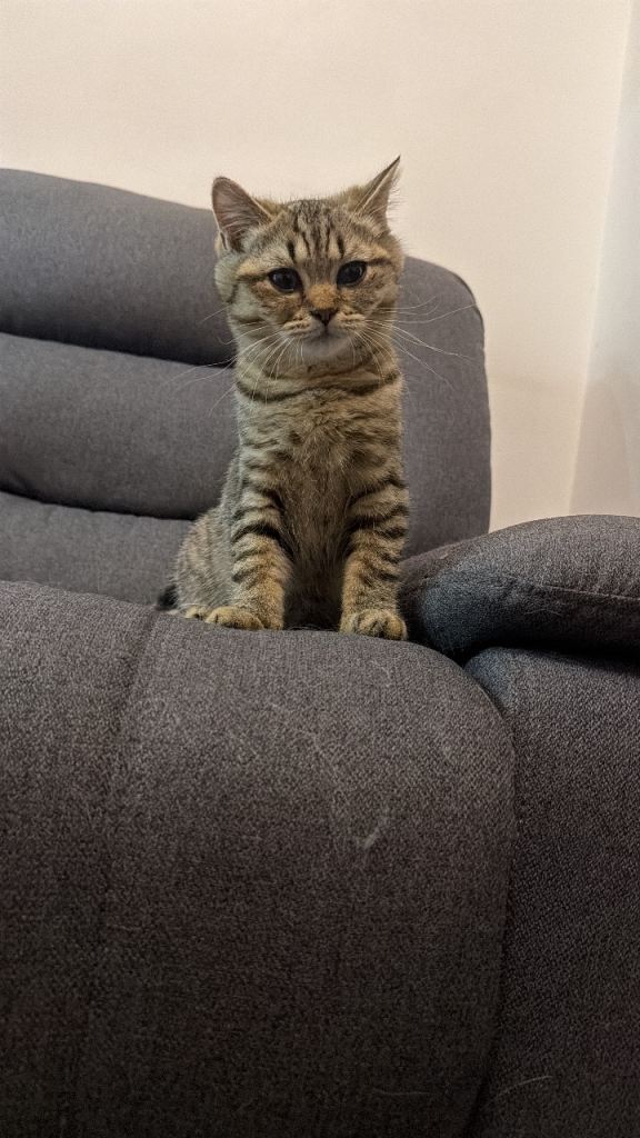 Beautiful British Shorthair kittens looking for their forever homes 🐾