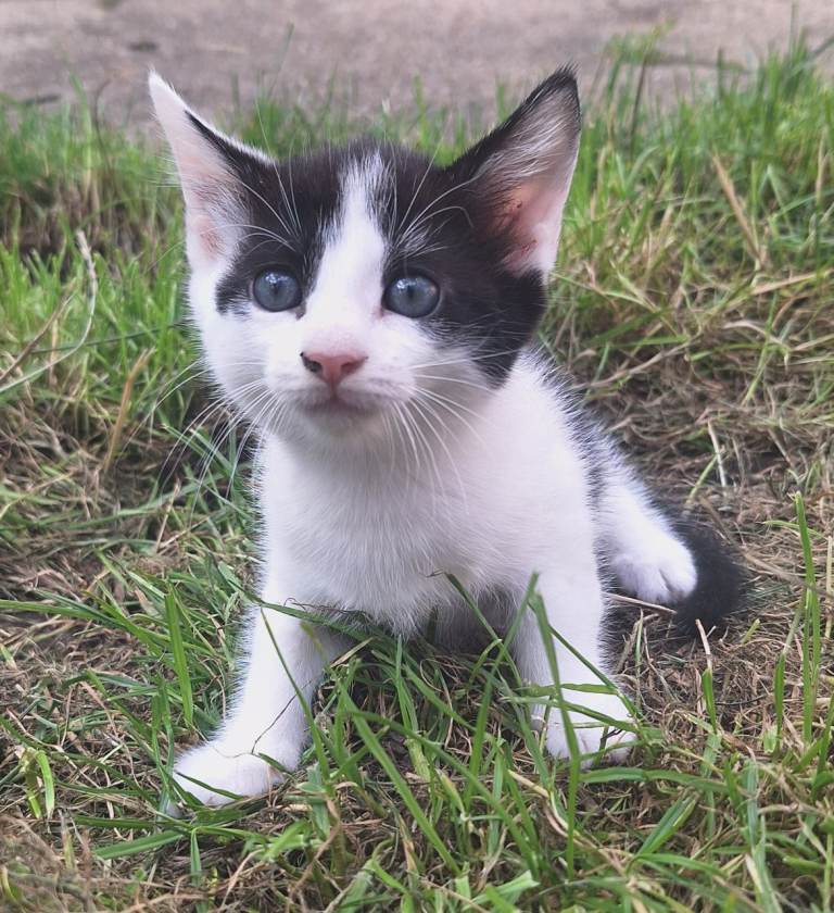 Beautifully kittens 