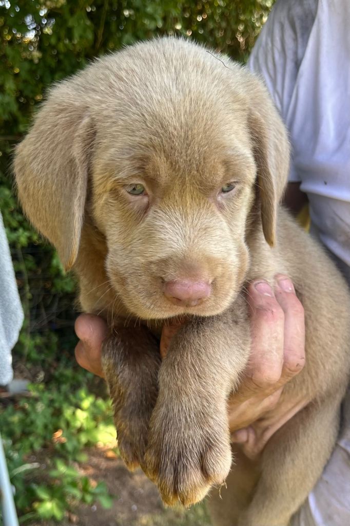 Silver Labrador puppies