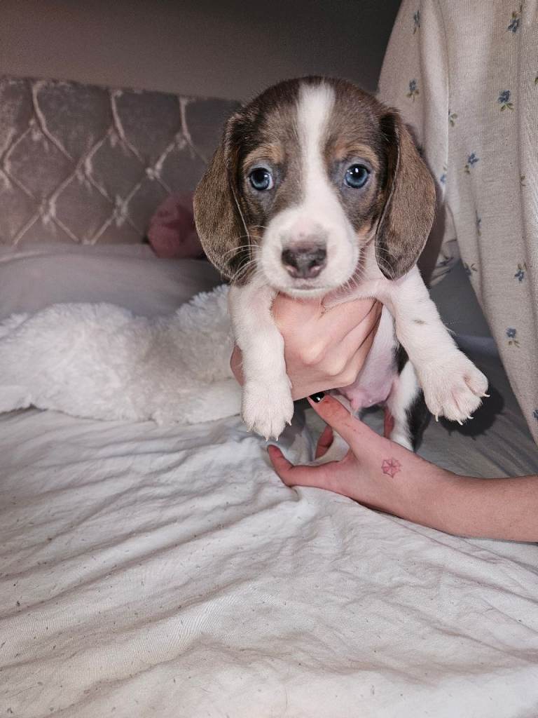 Dachshund puppies 