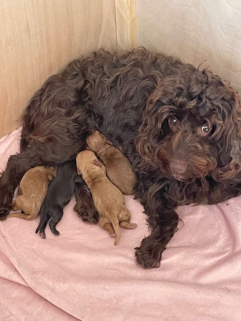 F2 cockapoo pups