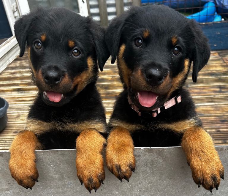 Rottweiler puppies
