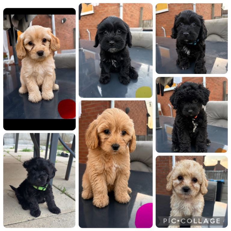 Cockatoo puppies