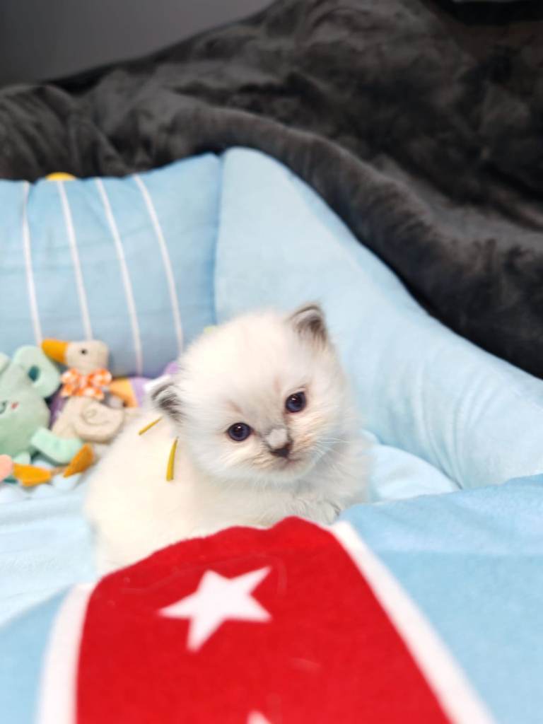 Beautiful Ragdoll Kittens Looking for Forever Home