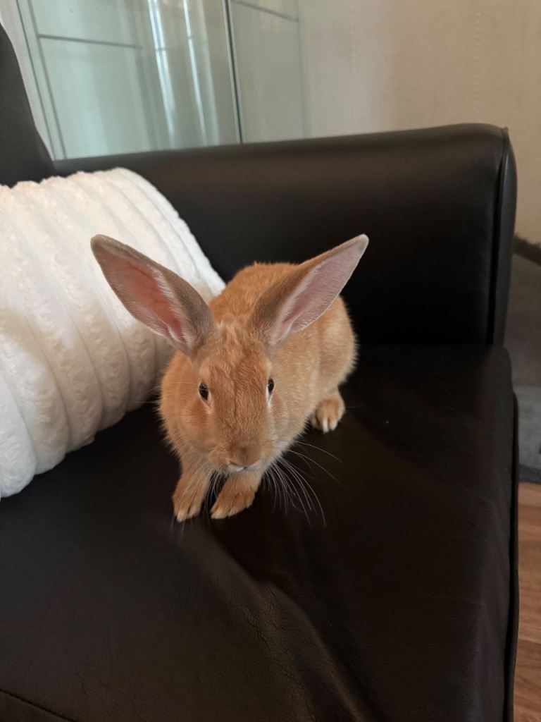 Mini rabbite 