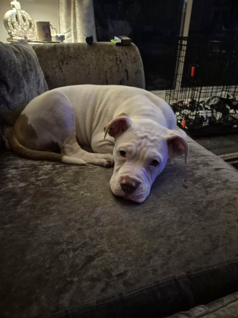 13weeks old american bull dog