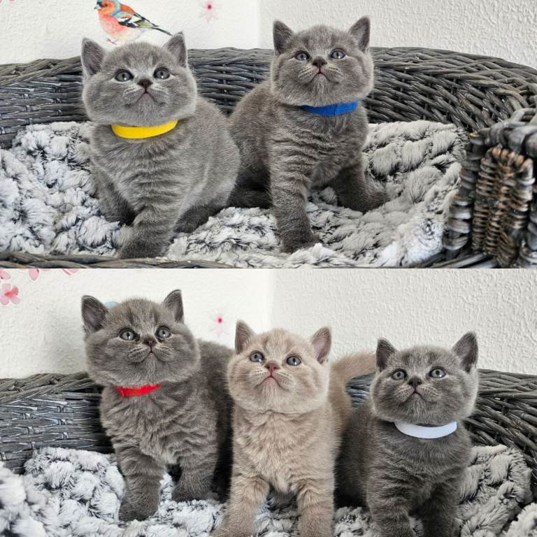 British shorthair kittens 