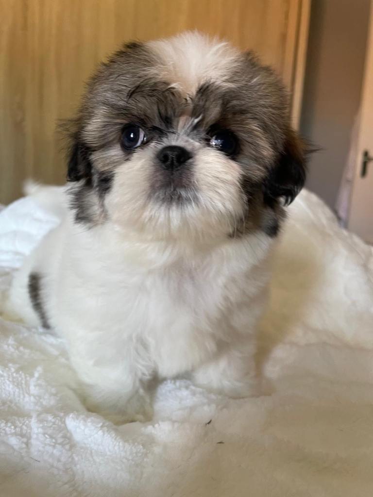 Beautiful imperial Shih Tzu puppies