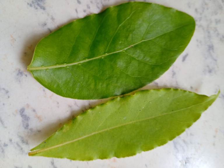 Bay leaves x 20,Fresh Organic, Home Grown. Freshly picked to order and same day postage. 