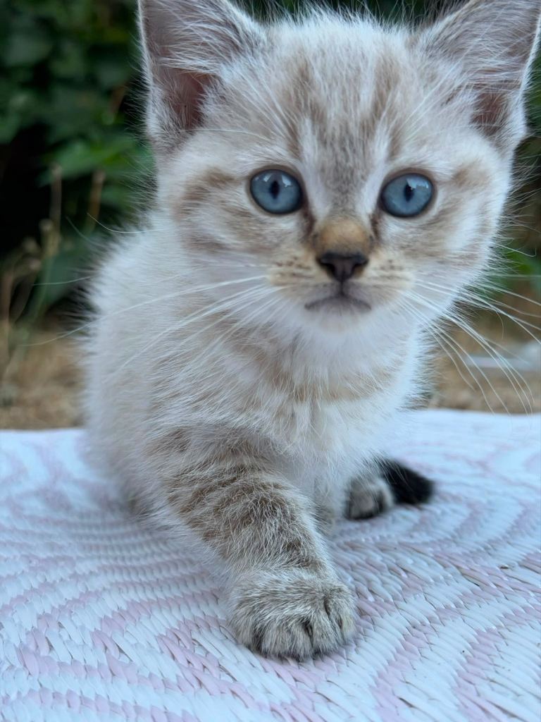 Adorable kittens 