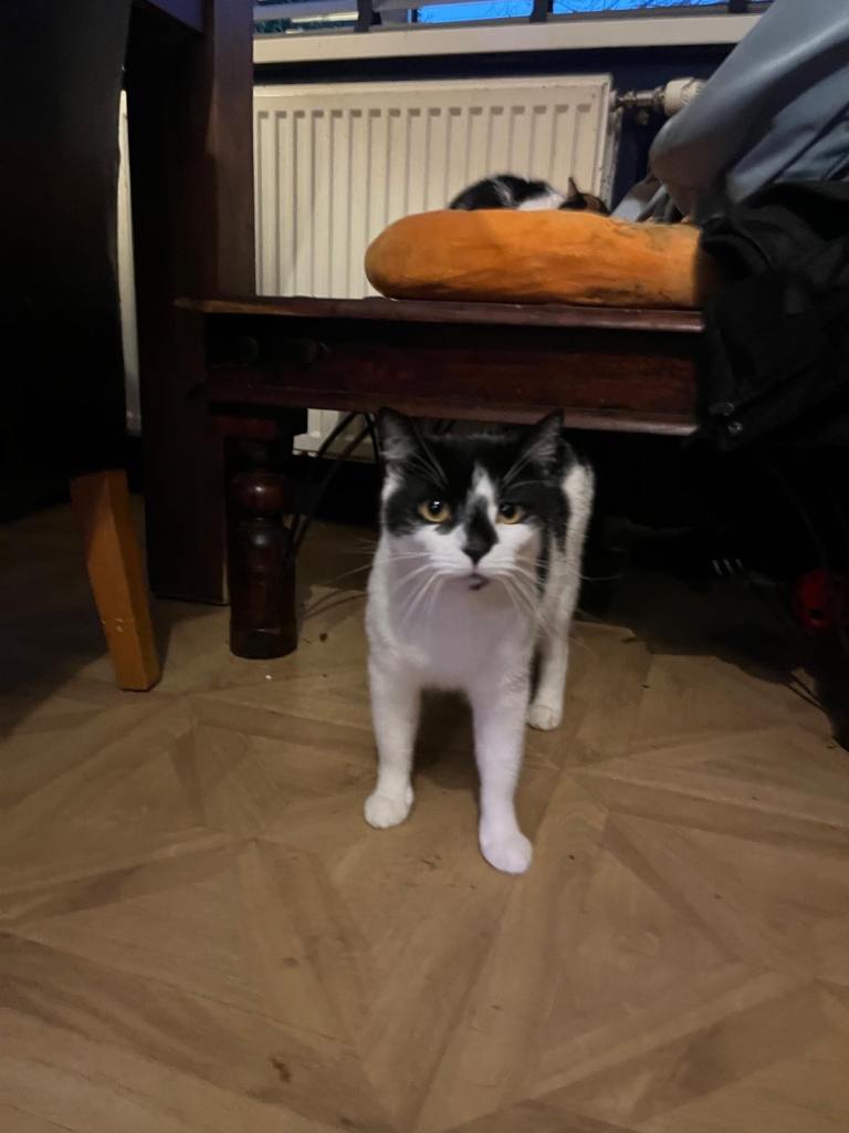 Gorgeous kittens looking for new home 