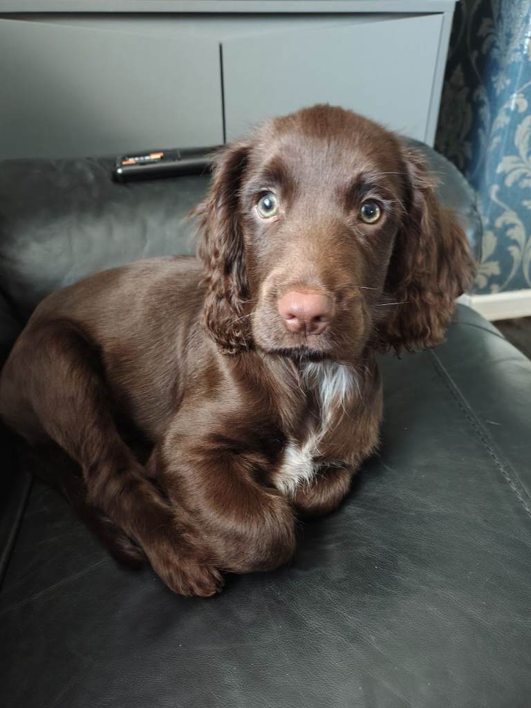 Cocker spaniel chocolate 