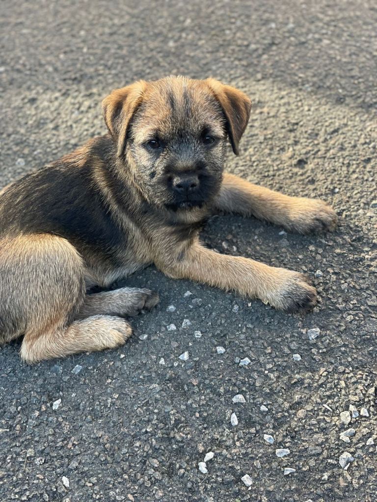 Border terrier 