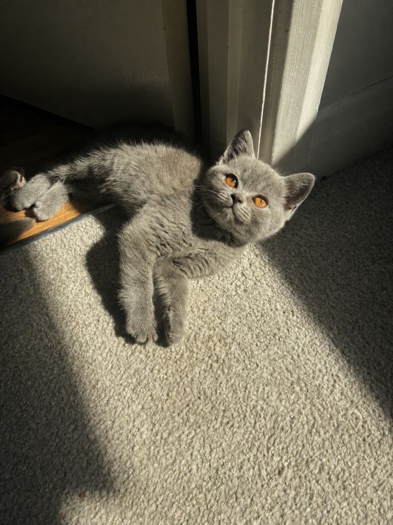 Blue British short hair kittens