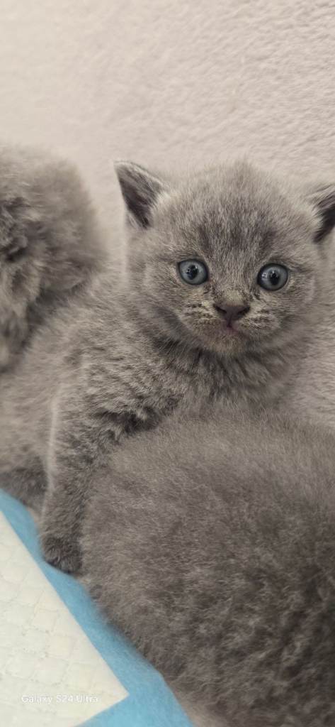 British Shorthair kittens 😸 